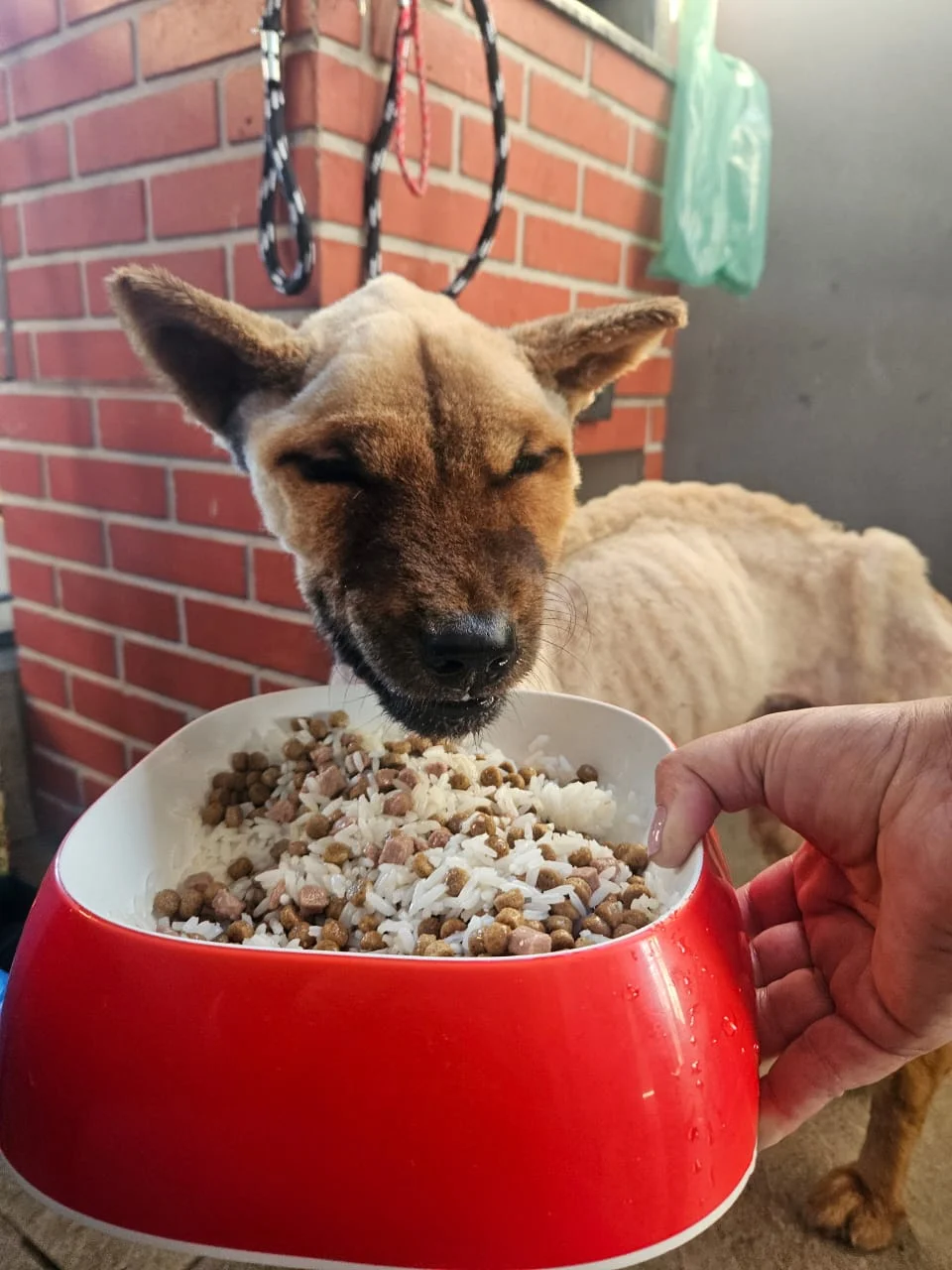 Luna antes do resgate