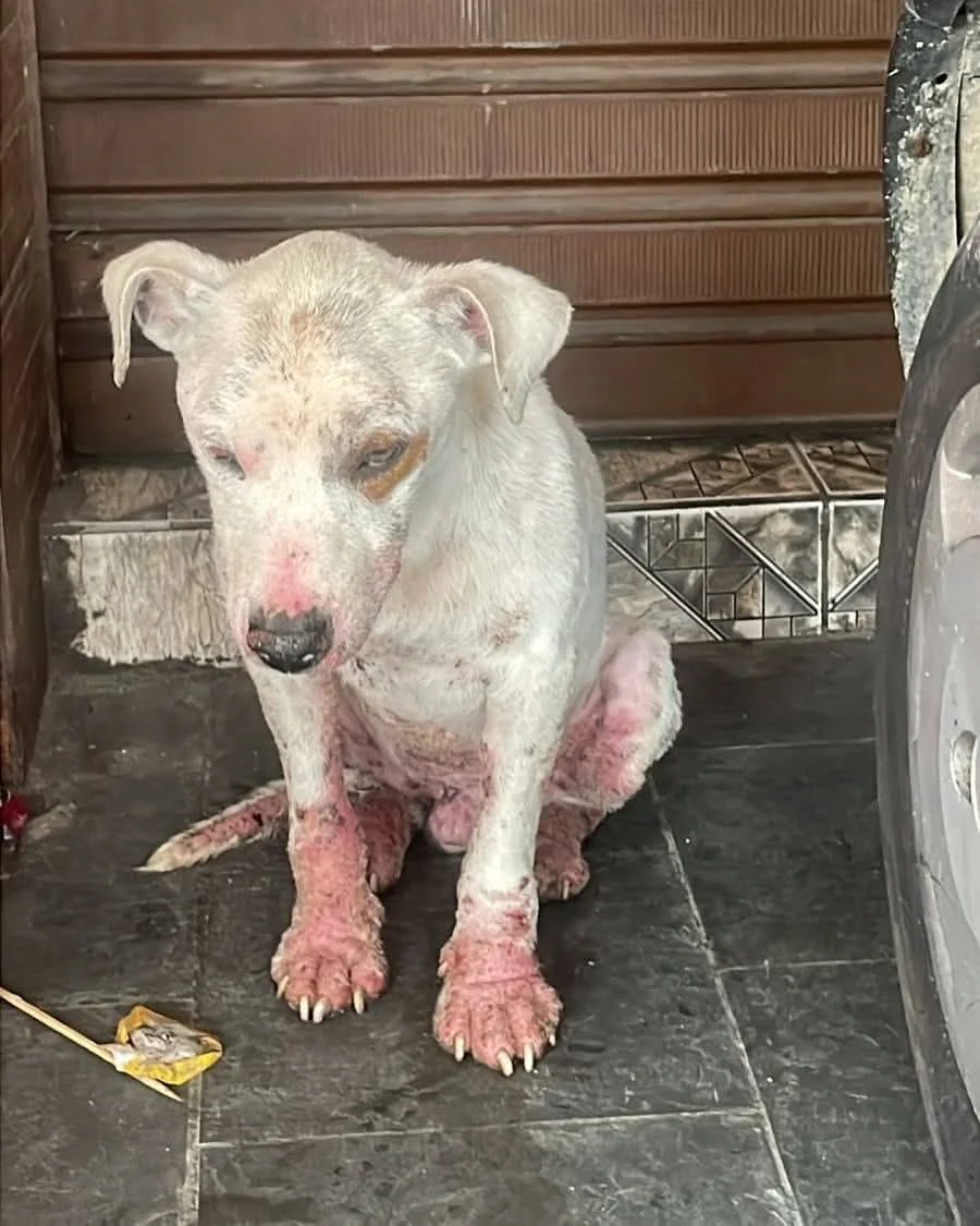 Mel depois do resgate