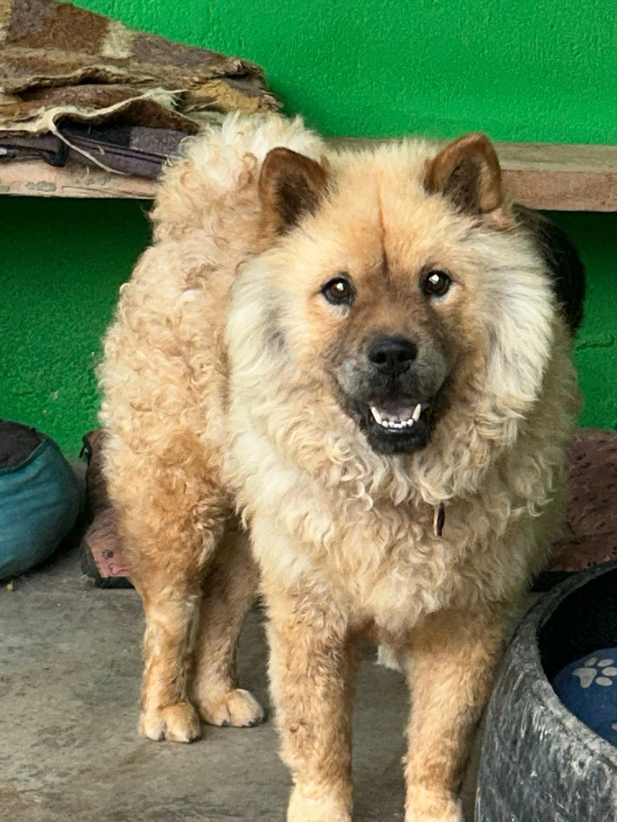 Simba antes do resgate